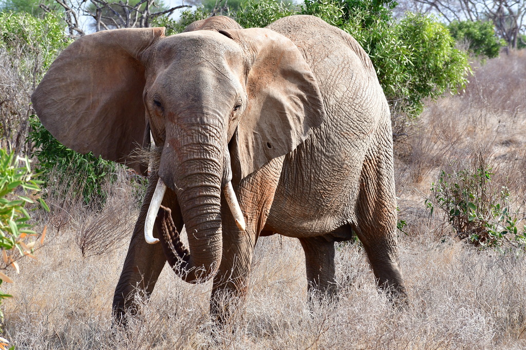 Tsavo East National Park